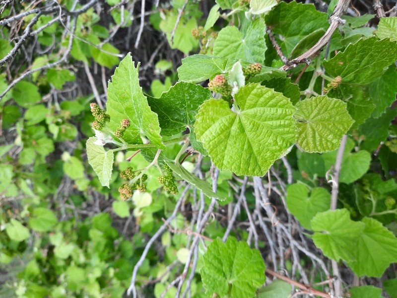 Desert Wild Grape photo 5