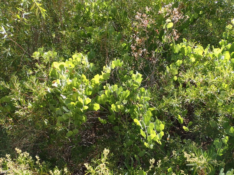 Desert Wild Grape photo 6