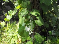 Desert Wild Grape