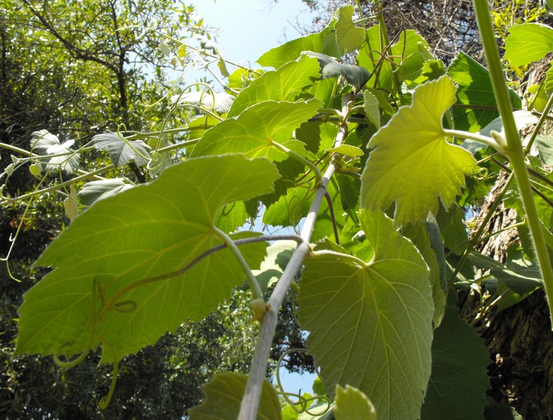 Desert Wild Grape photo 5