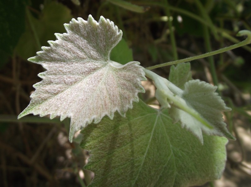Desert Wild Grape photo 3