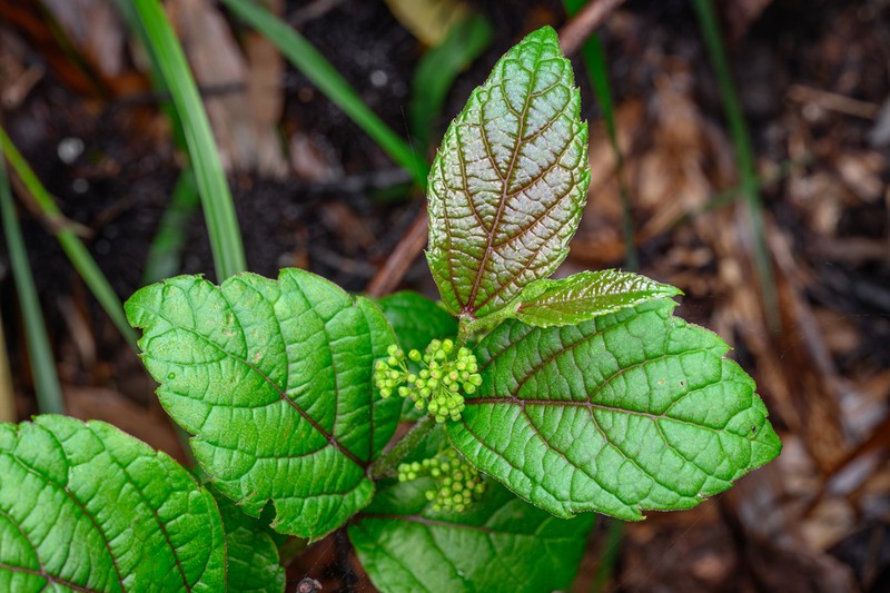 Vitis hancockii