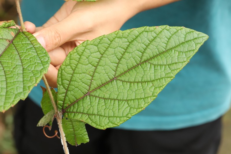 Vitis hancockii photo 2