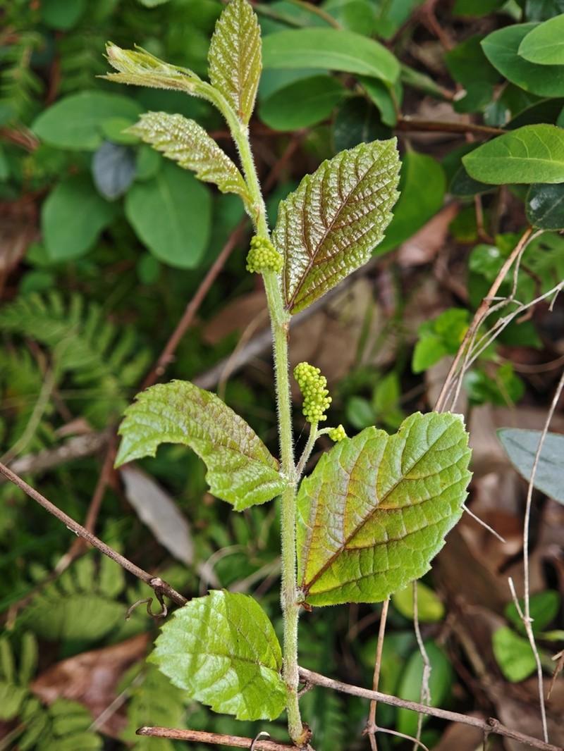 Vitis hancockii photo 3