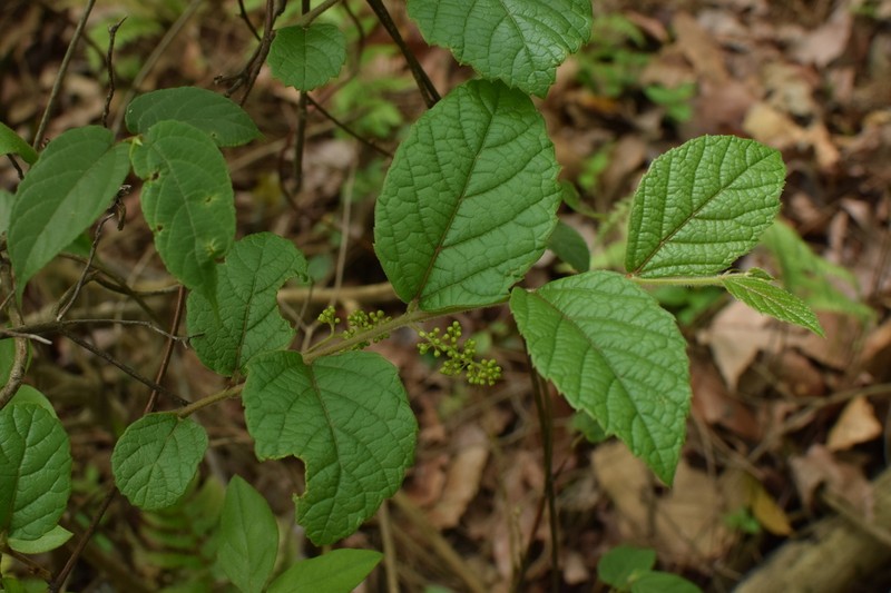 Vitis hancockii photo 4