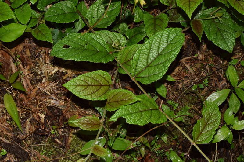 Vitis hancockii photo 5