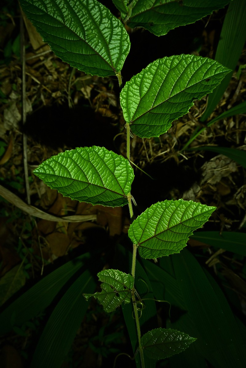 Vitis hancockii photo 6