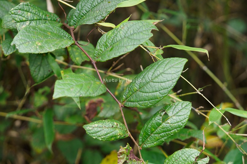 Vitis hancockii photo 7