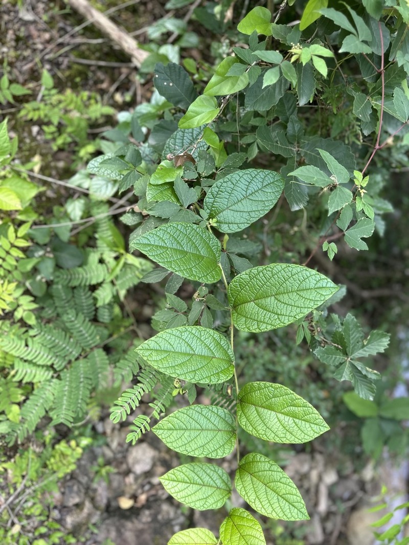 Vitis hancockii photo 8