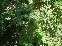 Vitis heyneana