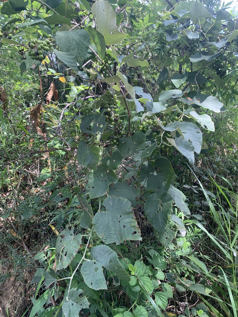Vitis heyneana photo 2