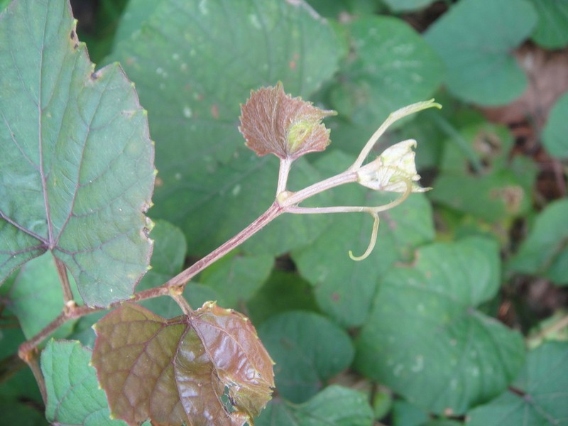 Vitis heyneana photo 3