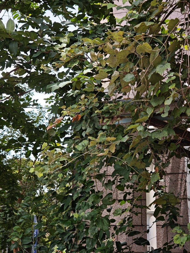 Vitis heyneana photo 4