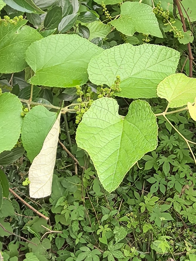 Vitis heyneana photo 5
