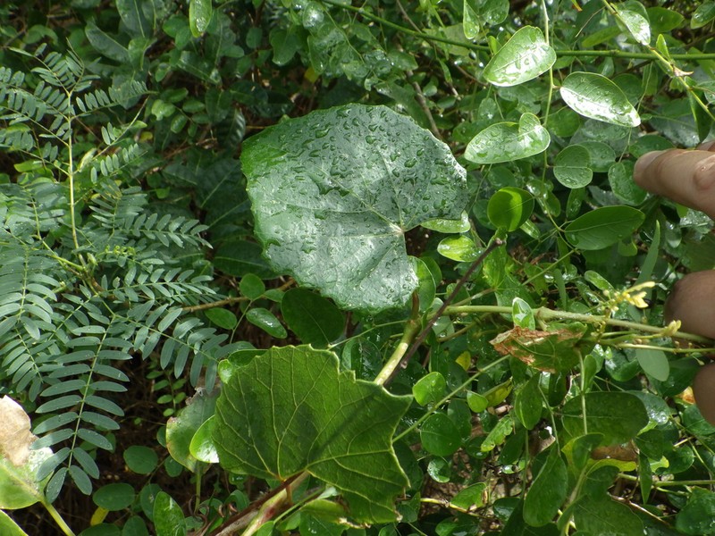 Vitis heyneana photo 6