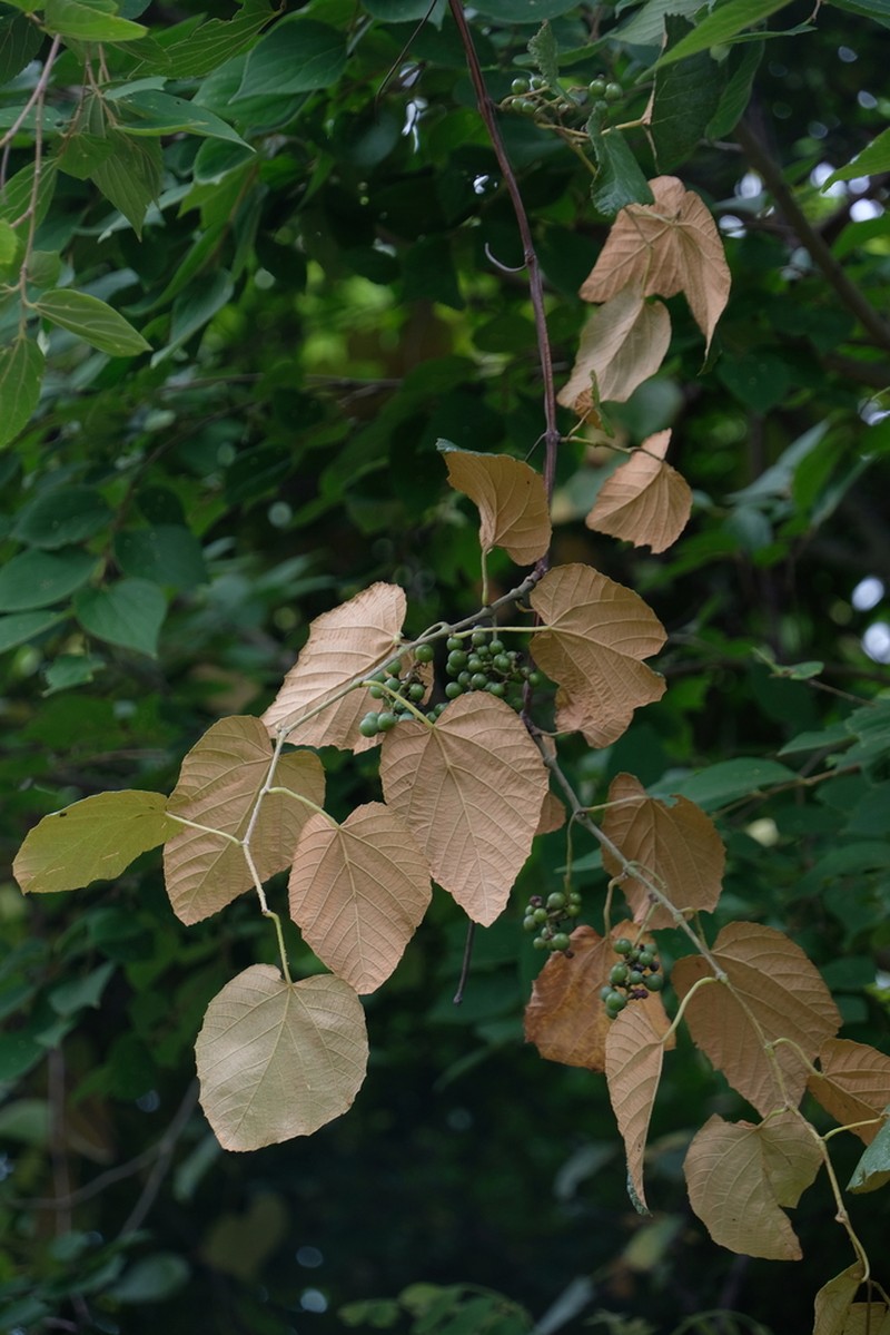 Vitis heyneana photo 7