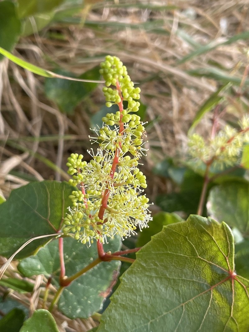 Vitis heyneana photo 8