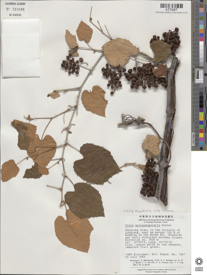 Vitis heyneana var. heyneana