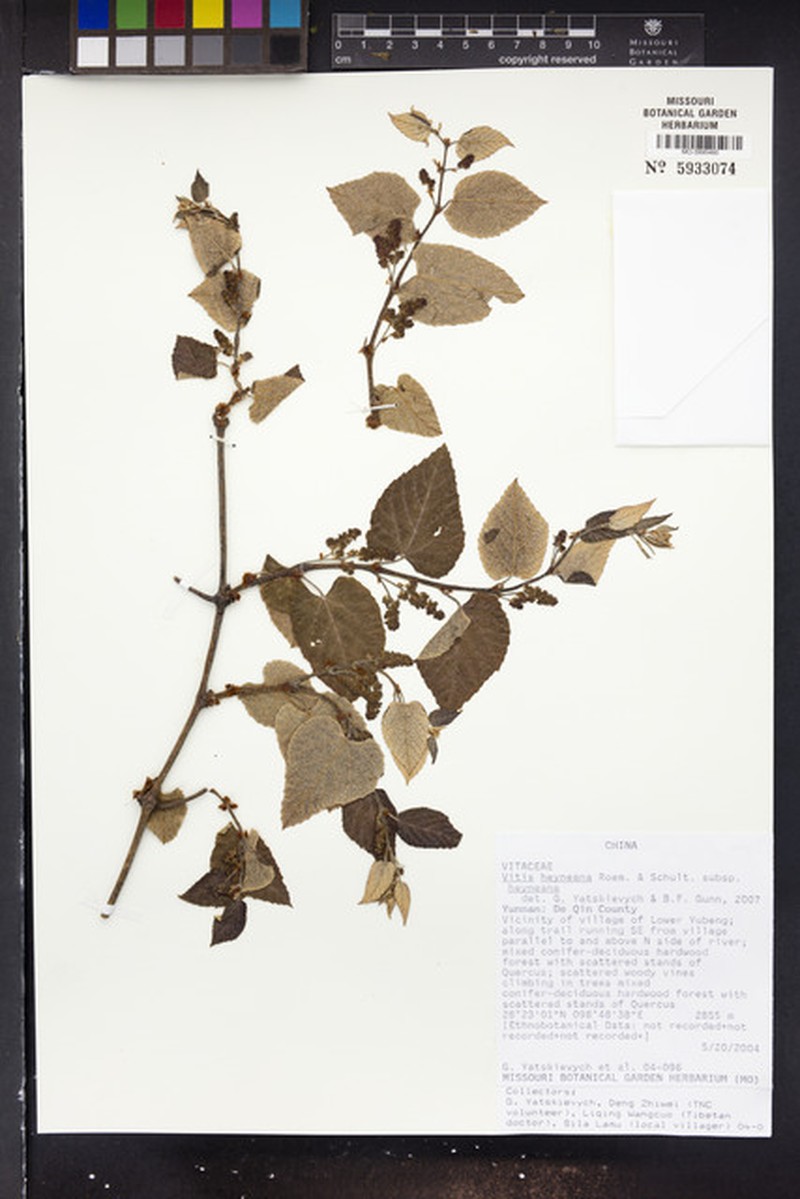 Vitis heyneana var. heyneana photo 2