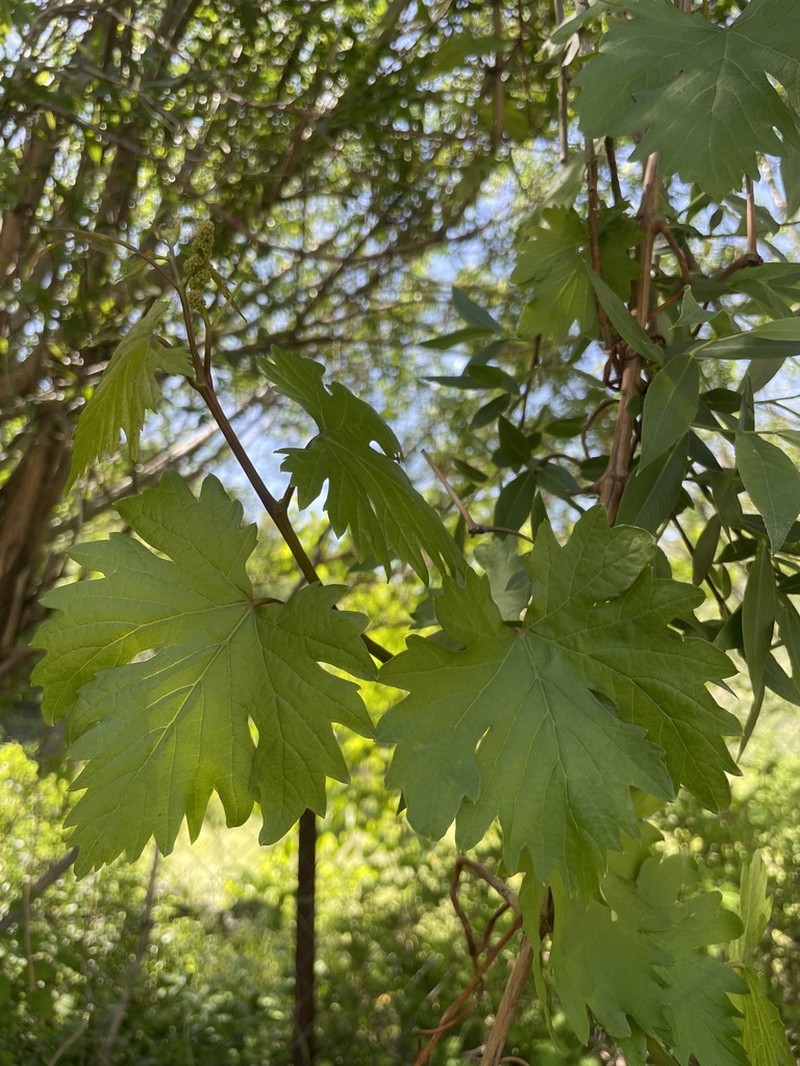 Vitis hissarica