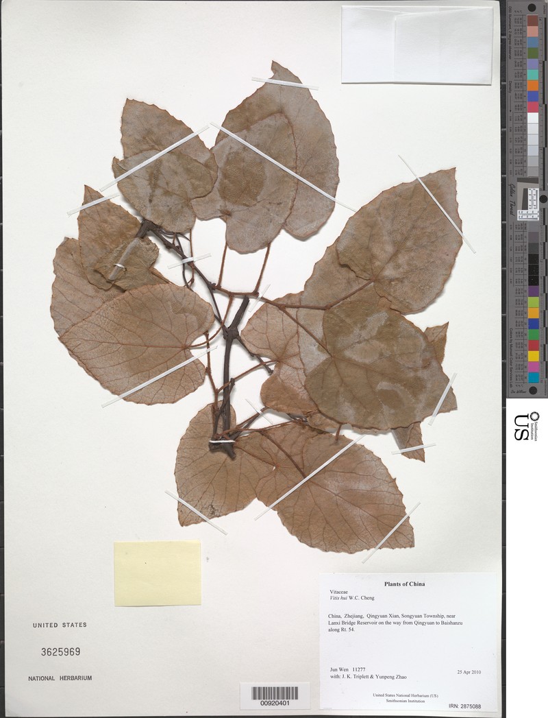 Vitis hui