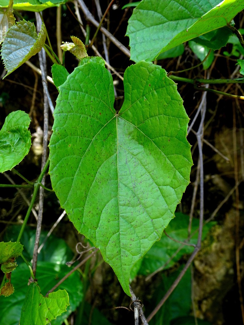Vitis jaegeriana