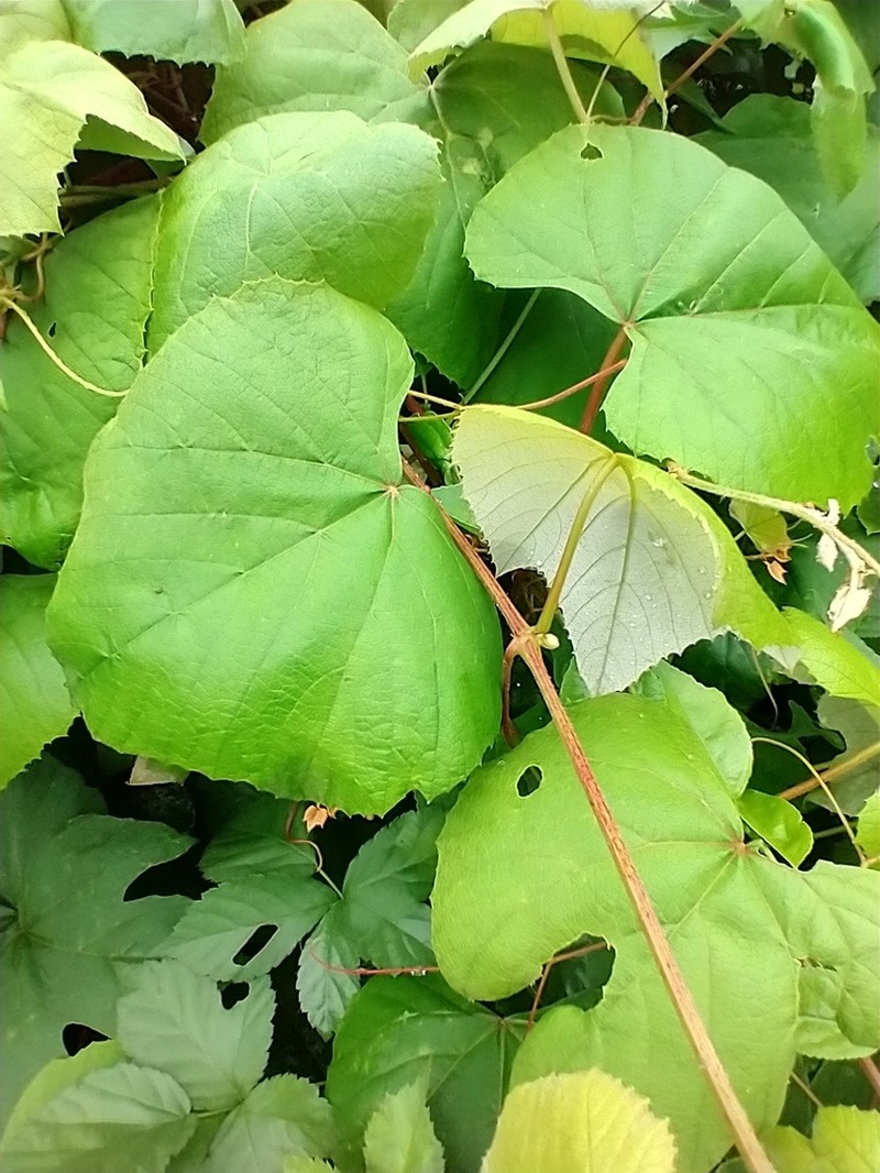 Fox Grape photo 4