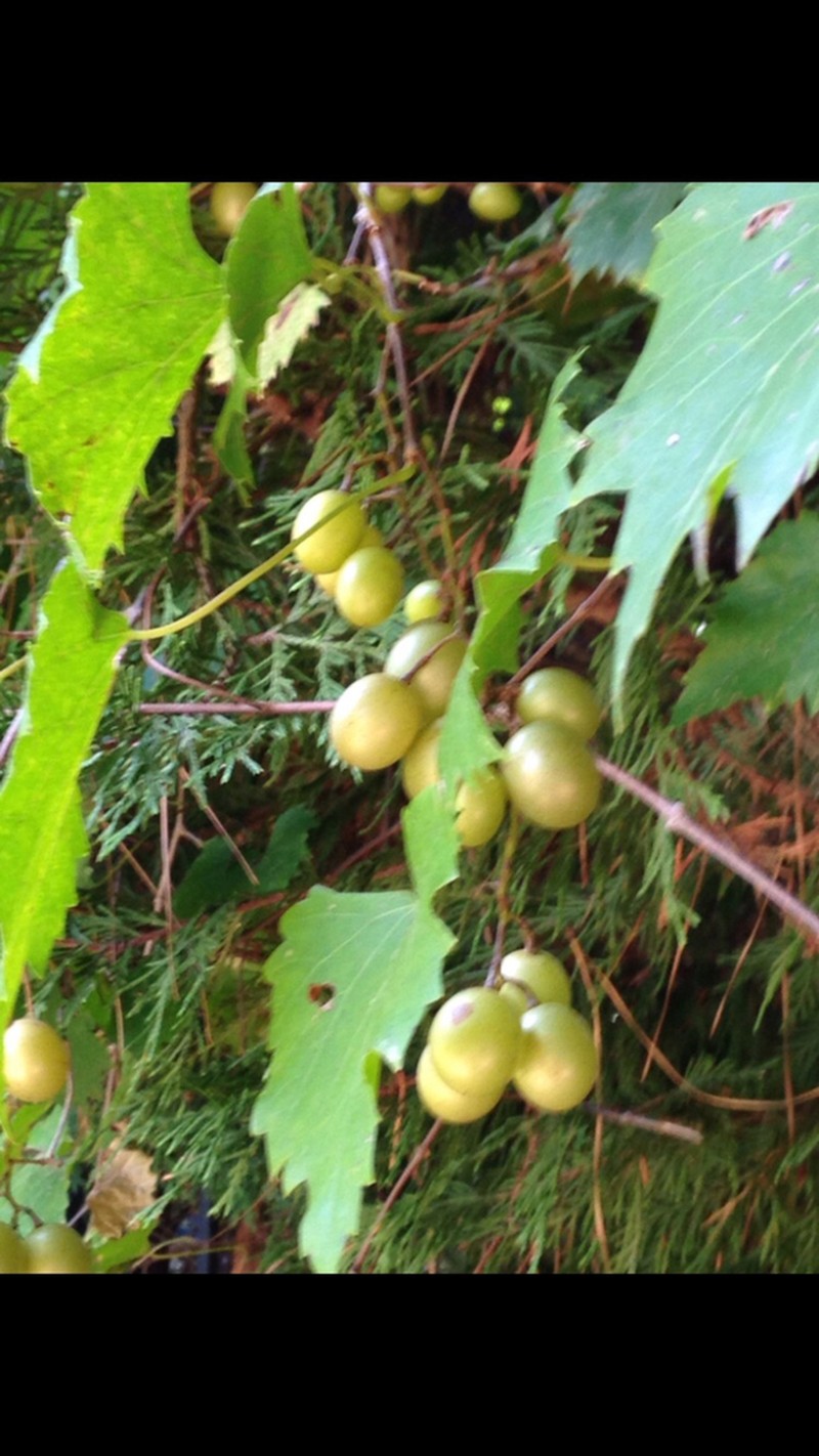 Fox Grape photo 5