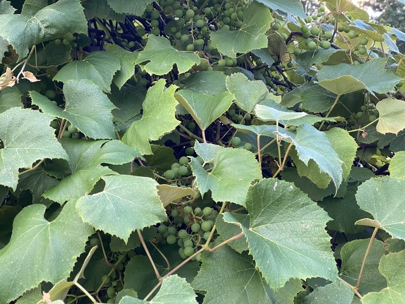Fox Grape photo 6