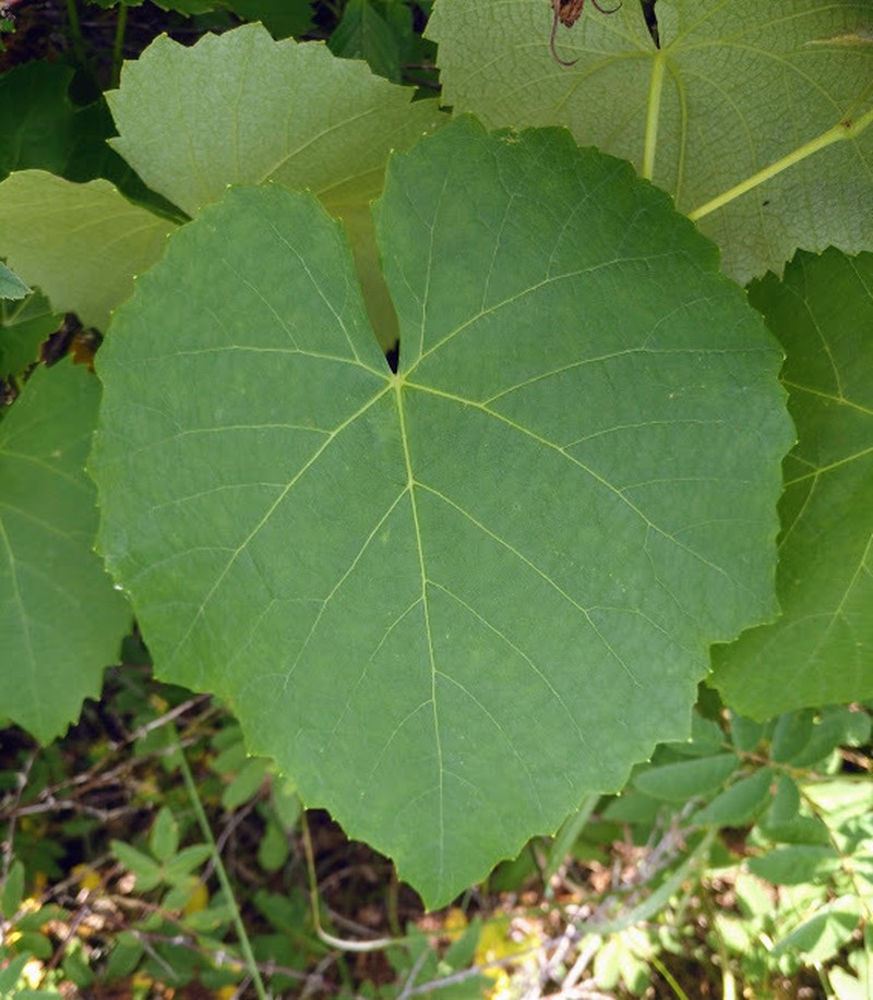 Fox Grape photo 7