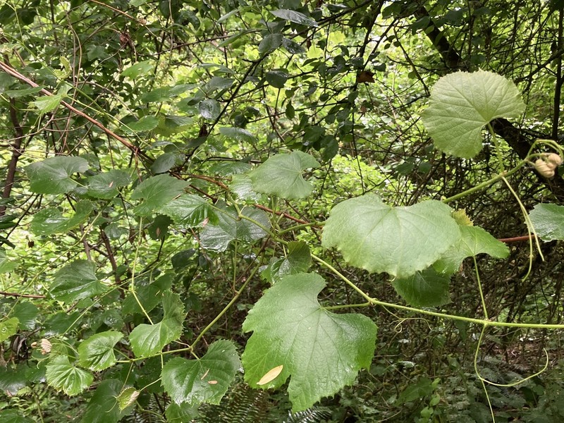 Fox Grape photo 8