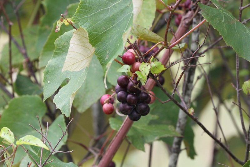 Fox Grape