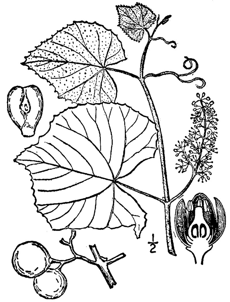 Fox Grape photo 4