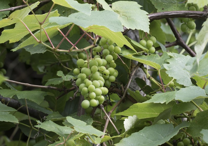 Fox Grape photo 2