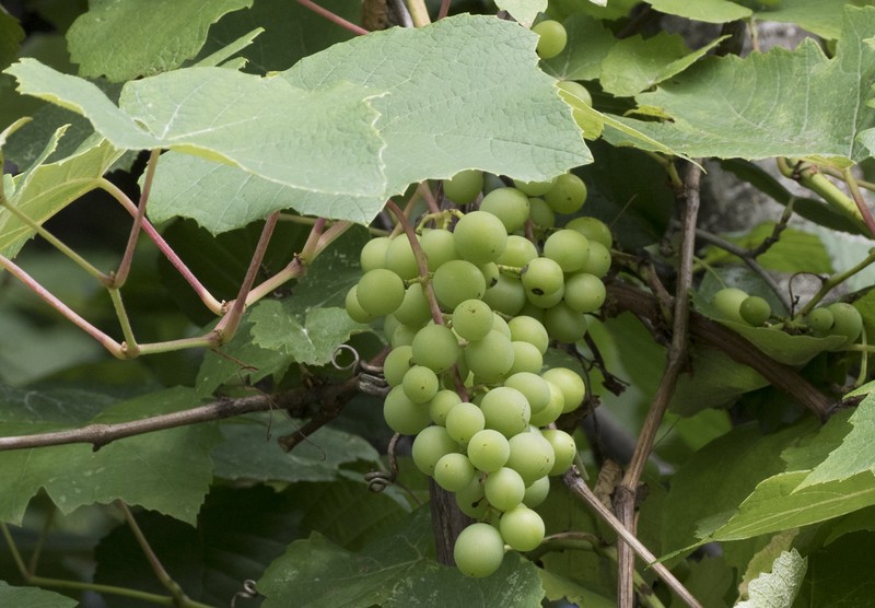 Fox Grape photo 3