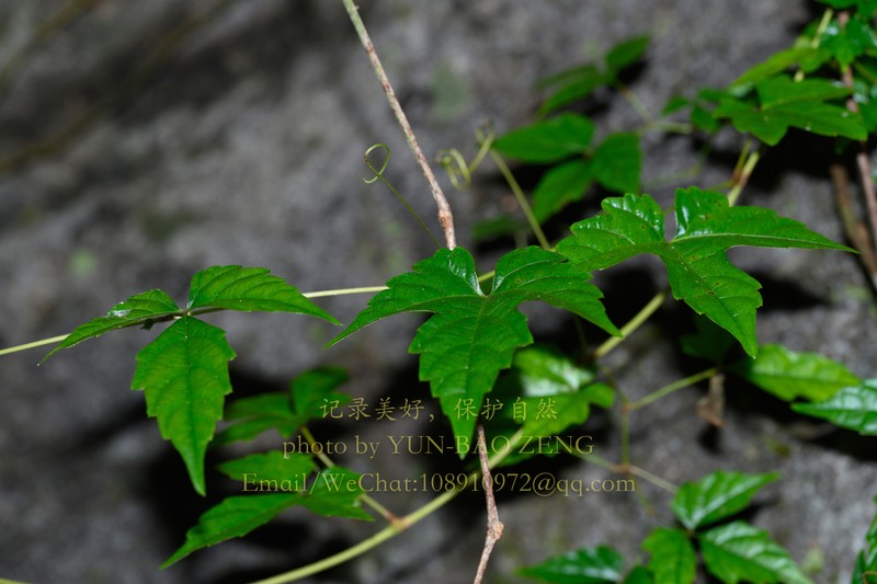 Vitis lanceolatifoliosa