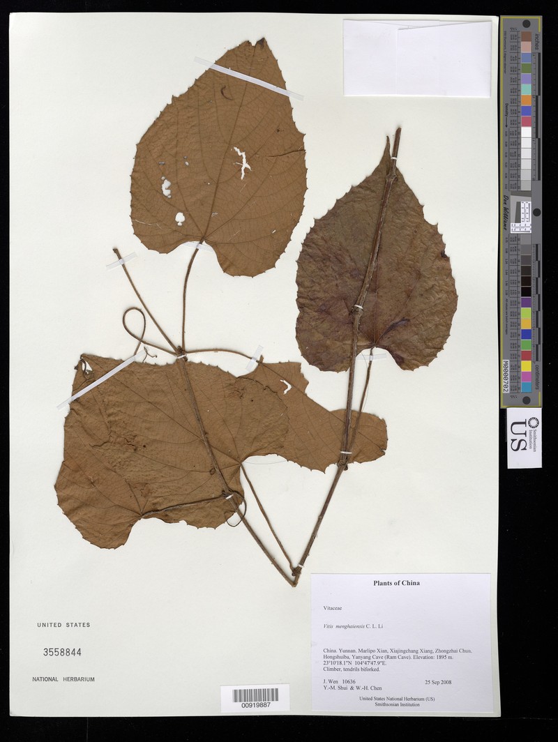 Vitis menghaiensis