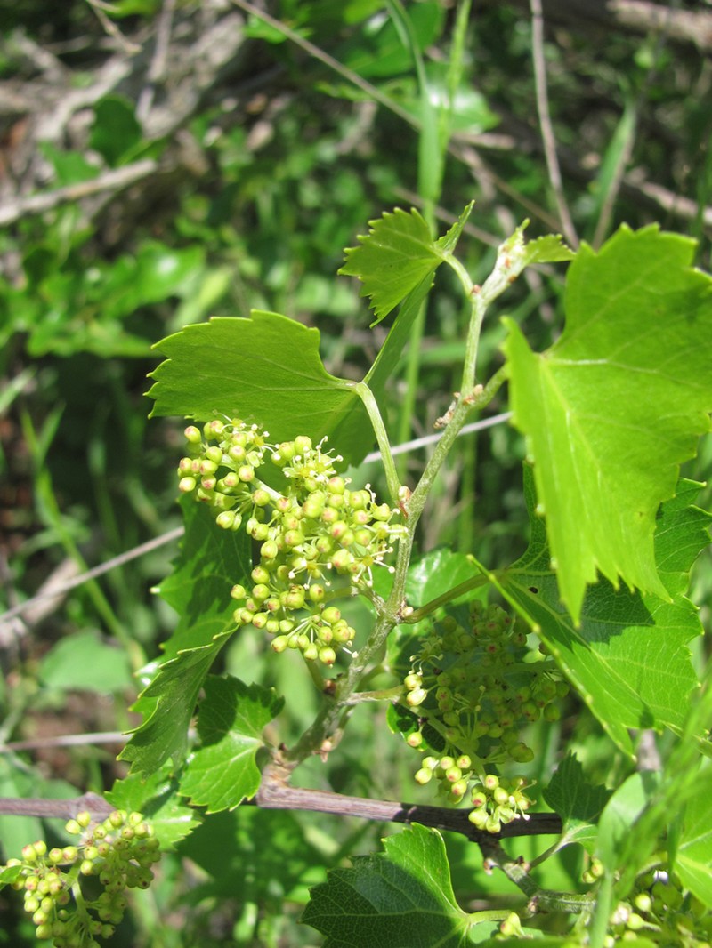 Sweet Mountain Grape