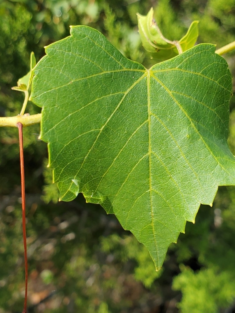 Sweet Mountain Grape photo 2