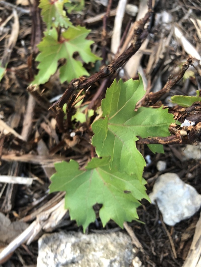 Sweet Mountain Grape photo 3
