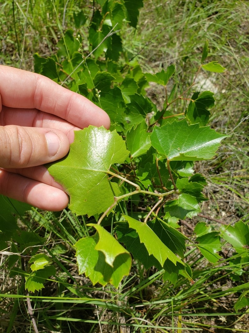 Sweet Mountain Grape photo 4