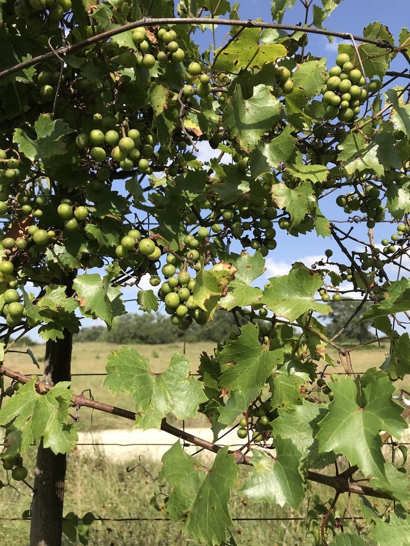 Sweet Mountain Grape photo 5