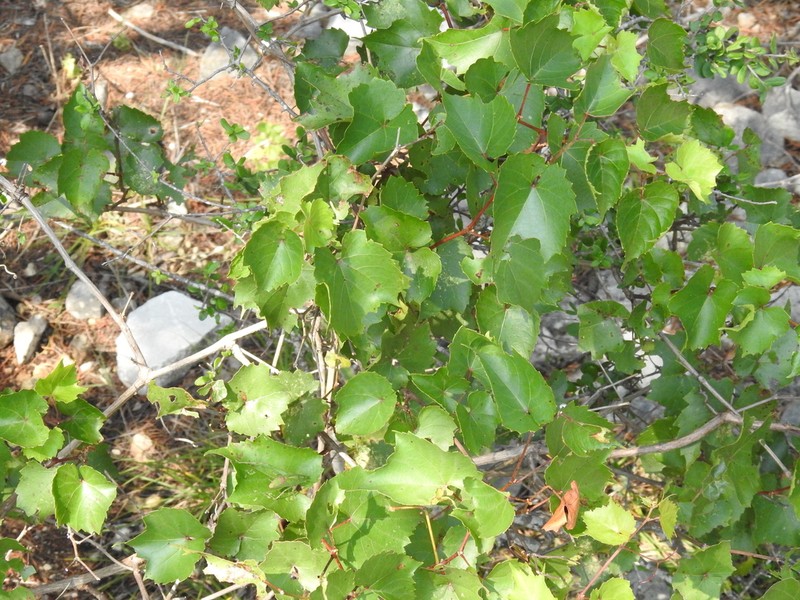 Sweet Mountain Grape photo 6