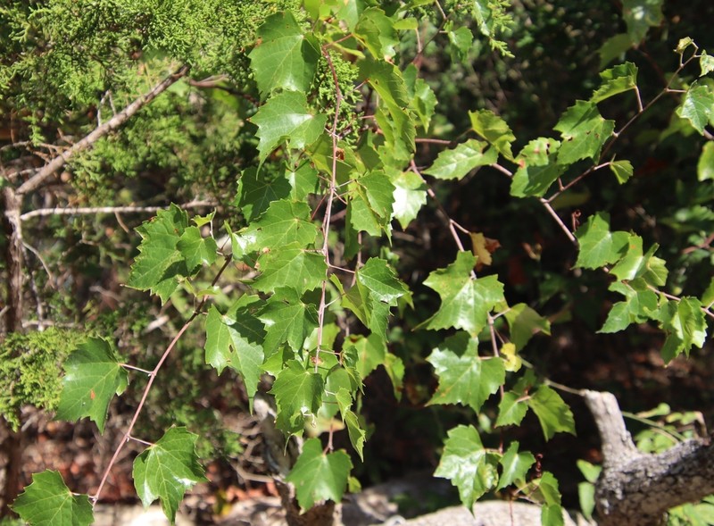 Sweet Mountain Grape photo 7