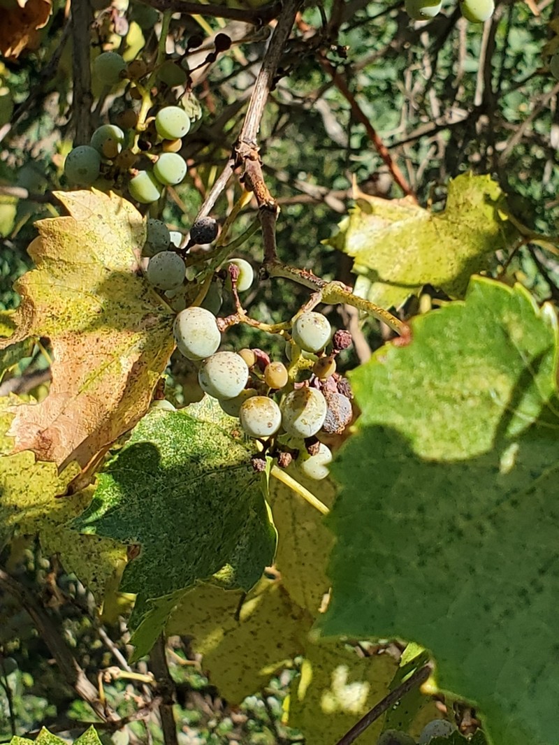 Sweet Mountain Grape photo 8