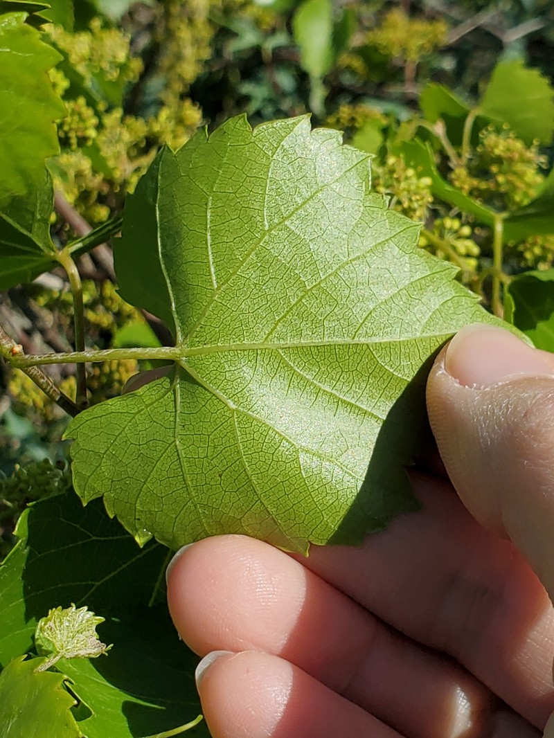 Sweet Mountain Grape photo 2