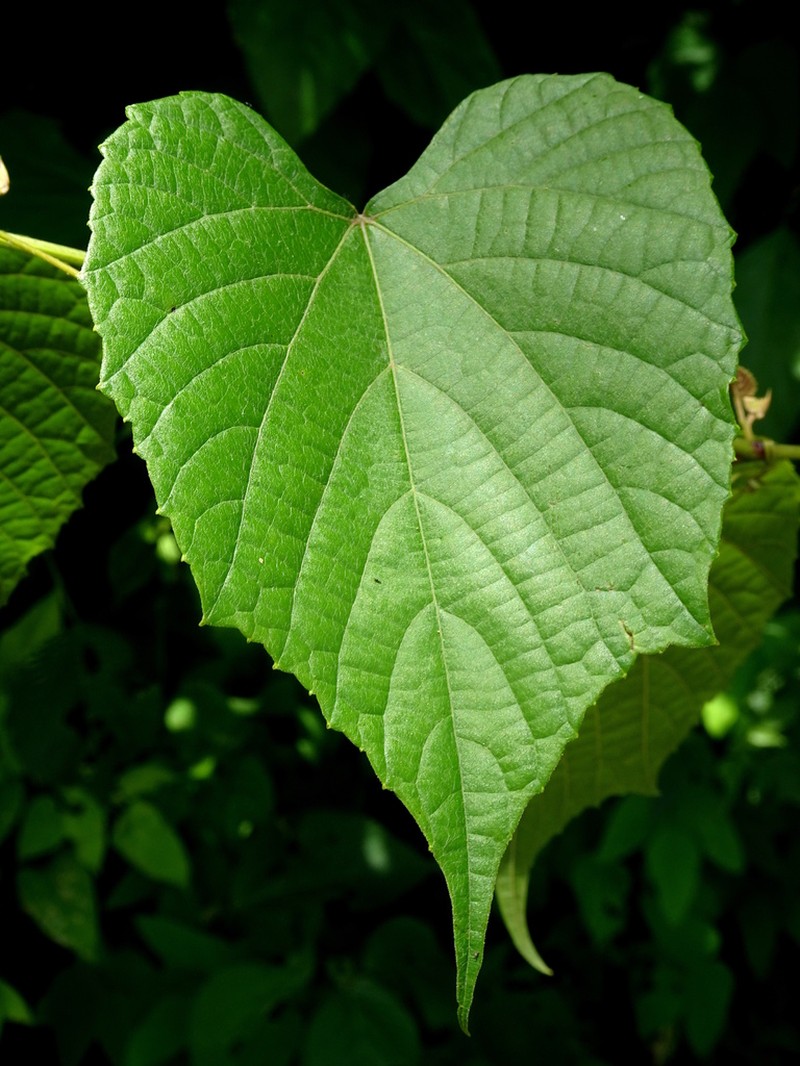 Vitis nesbittiana