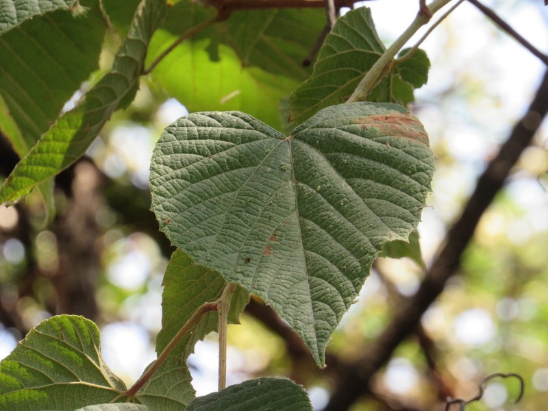 Vitis nesbittiana photo 2