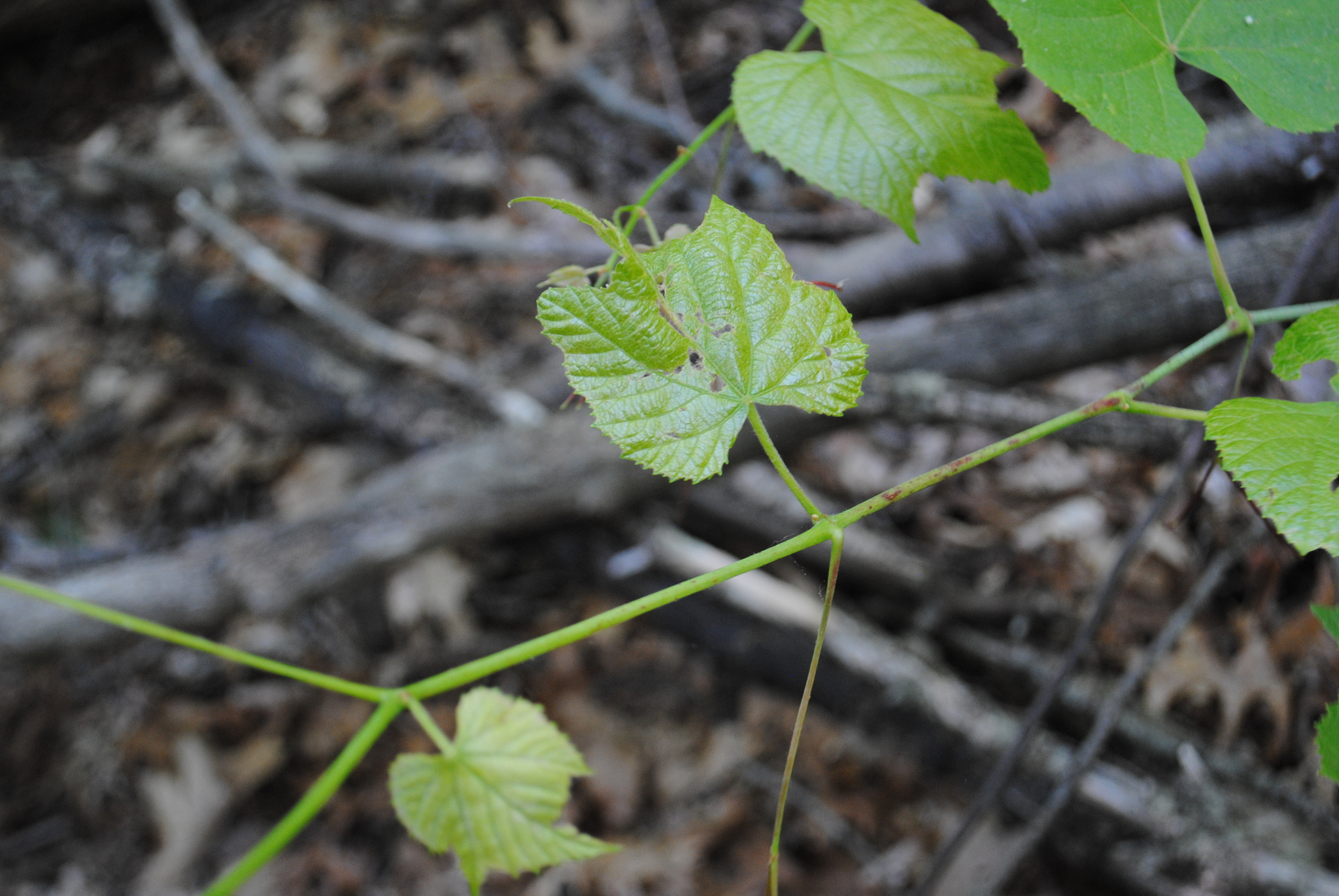 Pilgrim Grape photo 3
