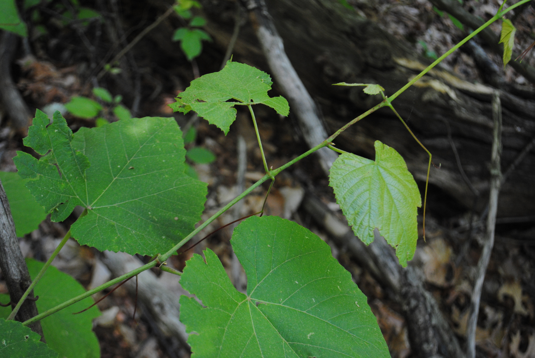 Pilgrim Grape photo 4